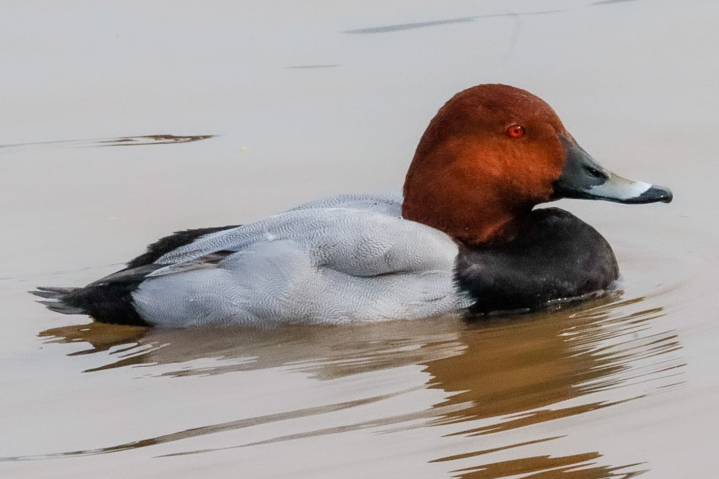 Common pochard swimming on the lake